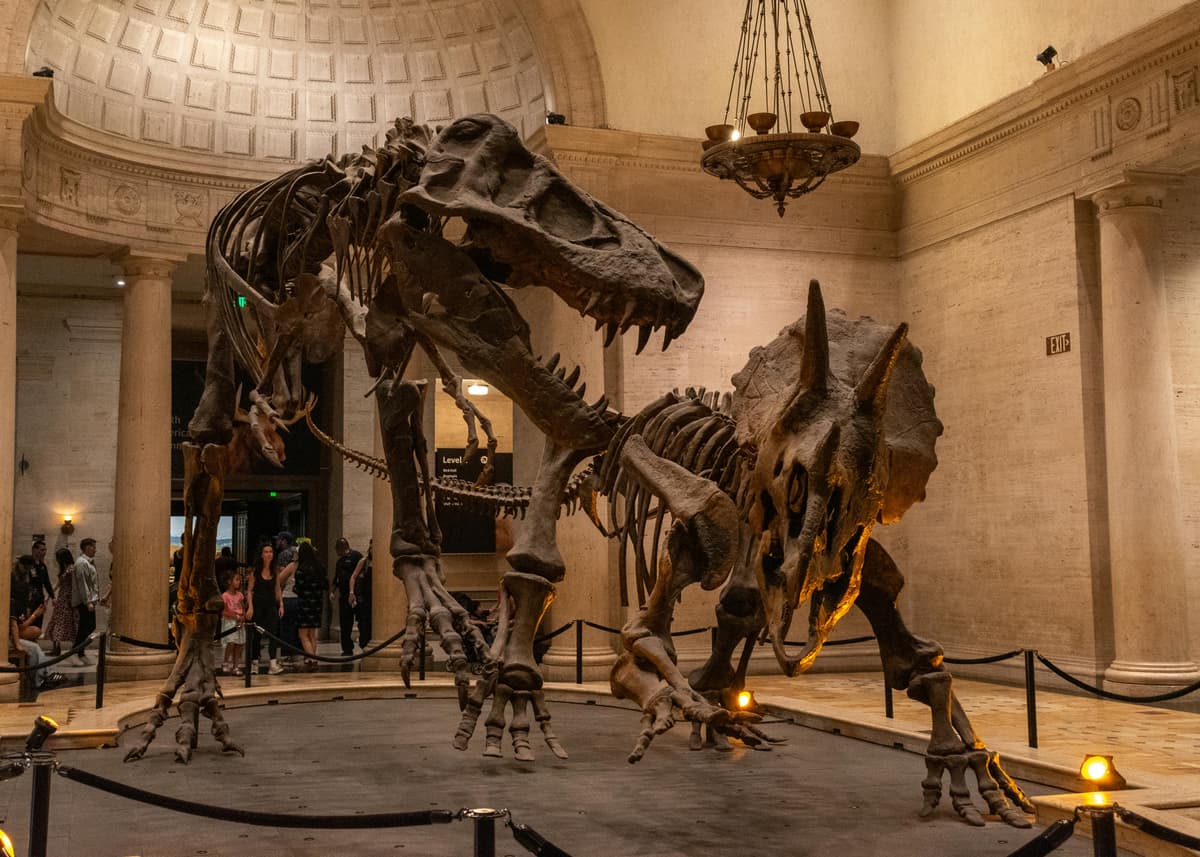 Dino Discovery