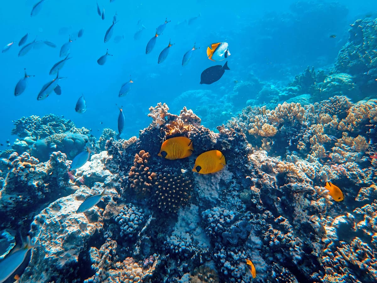 Underwater Wonders