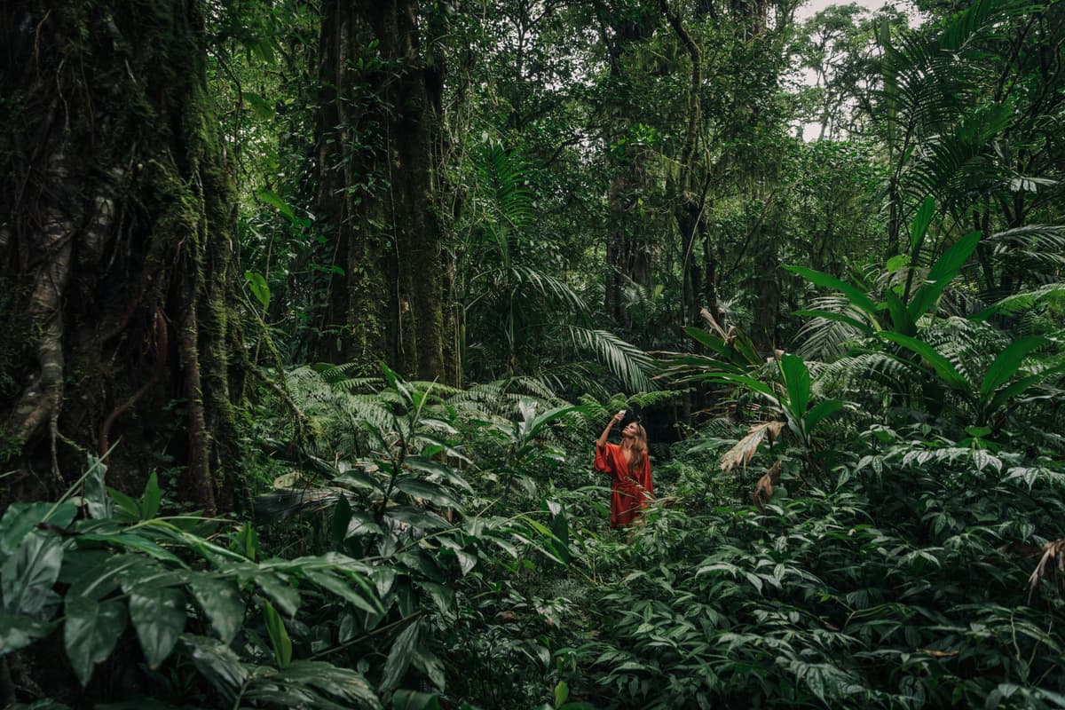 Rainforest Explorers